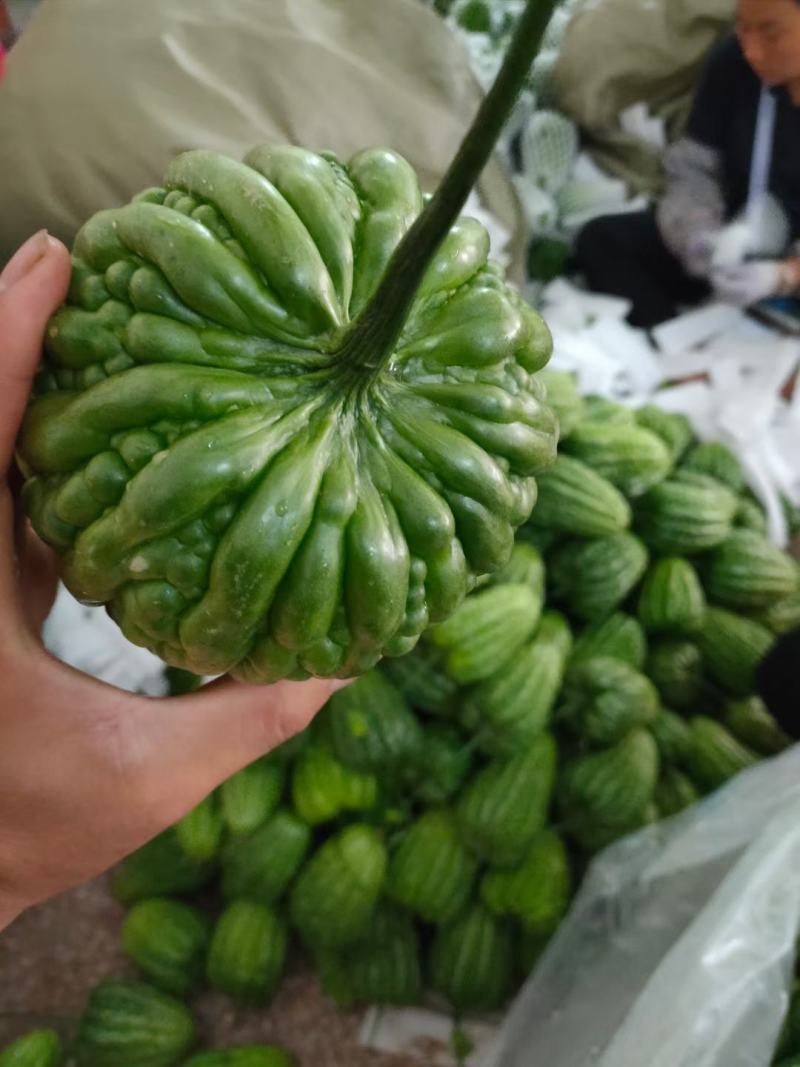 特级大顶苦瓜价格优惠