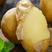 黄心土豆中暑五号产地一手货源，保质保量，欢迎咨询订购