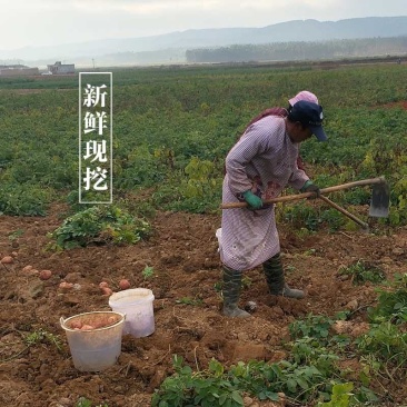 黄心土豆中暑五号产地一手货源，保质保量，欢迎咨询订购