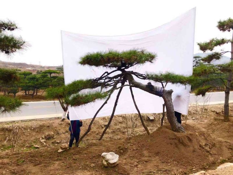 精品造型松