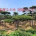 精品造型松