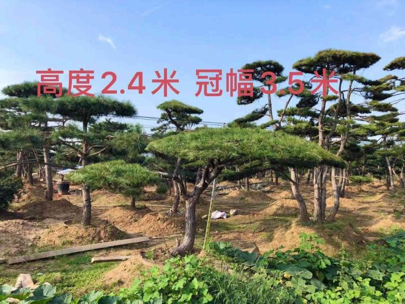 精品造型松