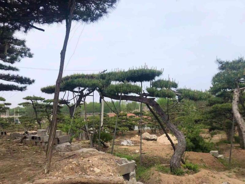 精品造型松