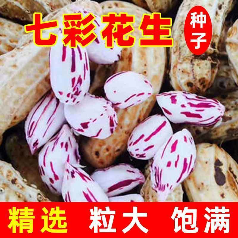 七彩花生现打现发高原七彩花生野地花生米2025