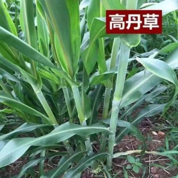 进口高丹草种子牧草种子四季养殖牛羊猪鱼再生喂鱼草虾草种