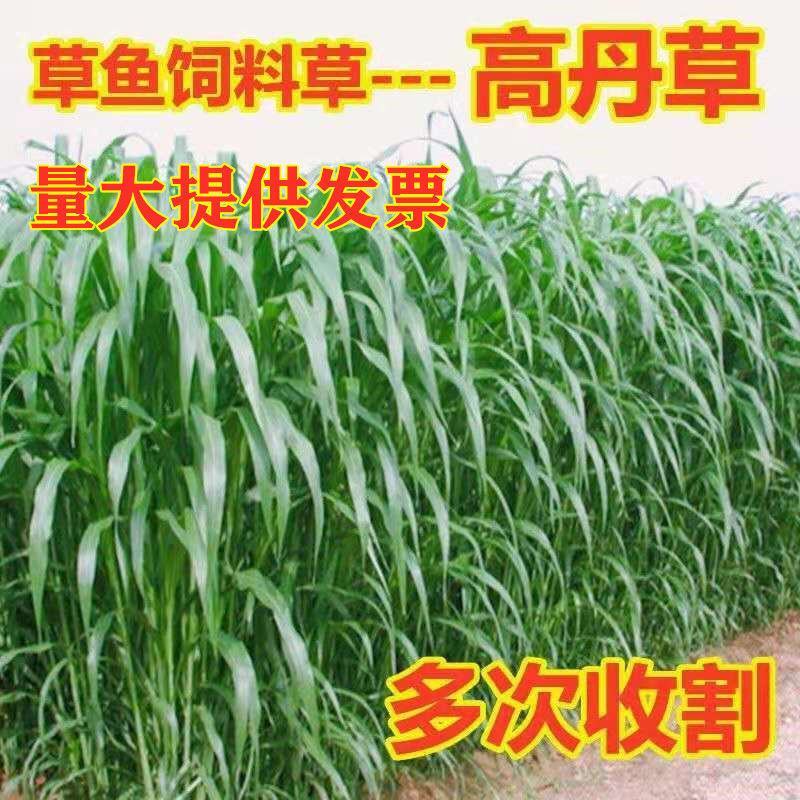 进口高丹草种子牧草种子四季养殖牛羊猪鱼再生喂鱼草虾草种