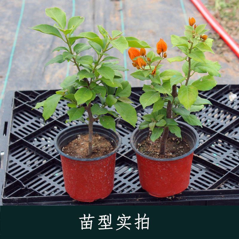 三角梅花苗盆栽花卉植物四季开花阳台庭院爬藤攀援植物三叶梅