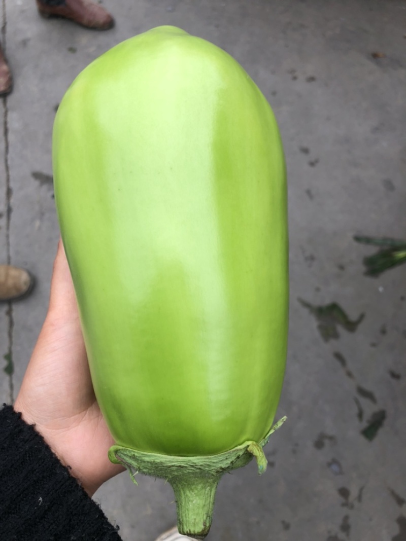 青茄子无子