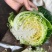 精品西兰花绿宝甘蓝热卖中绿色度美丽，米粒均匀，个头适中，
