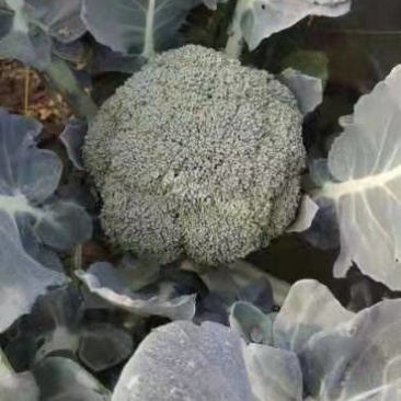 精品西兰花绿宝甘蓝热卖中绿色度美丽，米粒均匀，个头适中，