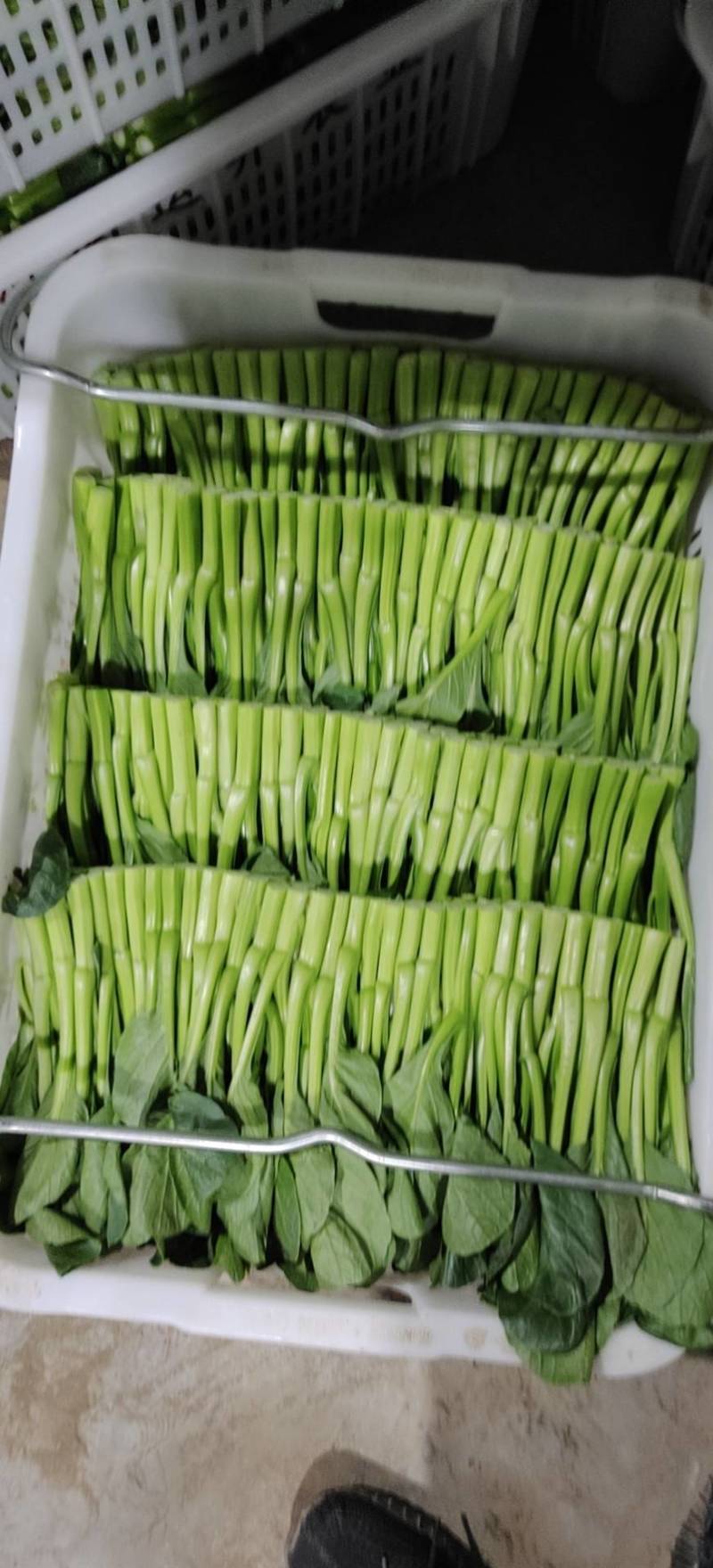 广东菜心，产地直销，量大从优，可视频看货，价格随行就市