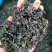 【精选】裙带菜，螺旋藻品质好价格优惠大量批发