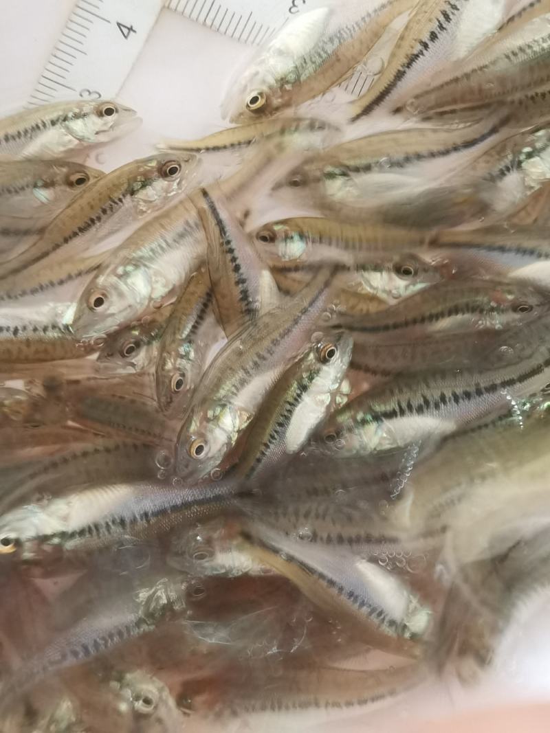 鲈鱼苗加州鲈鱼苗大口黑鲈鱼苗大量供应，请私聊我