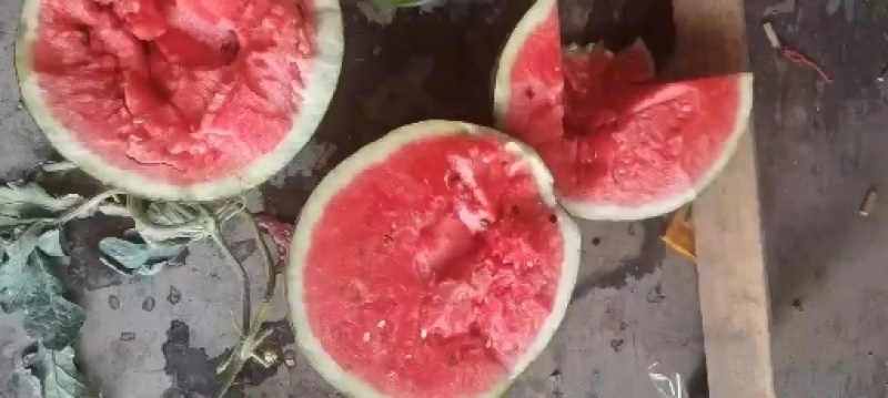 产地直发应季西瓜量大从优