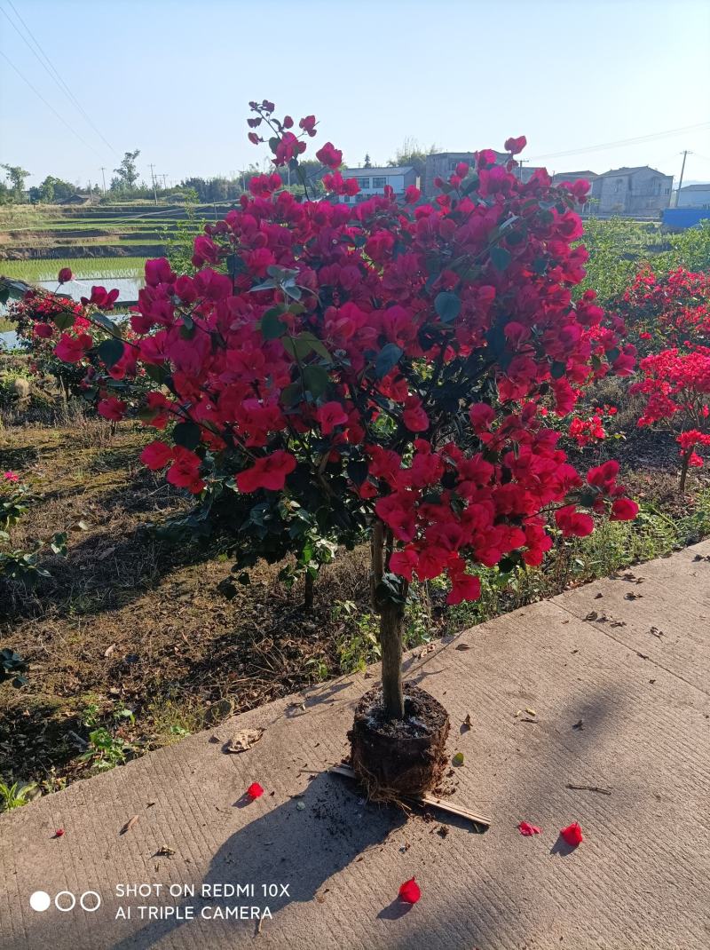 常年供应各种规格三角梅工程苗，支持现场看苗选购。