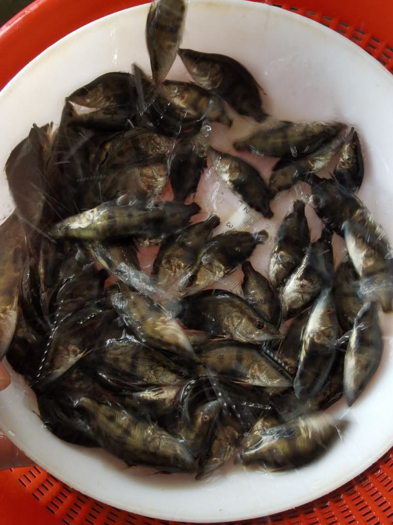 批发鳜鱼苗淡水养殖桂花鱼苗大眼翘嘴桂贵鱼鲑鱼苗季花鱼硅鱼