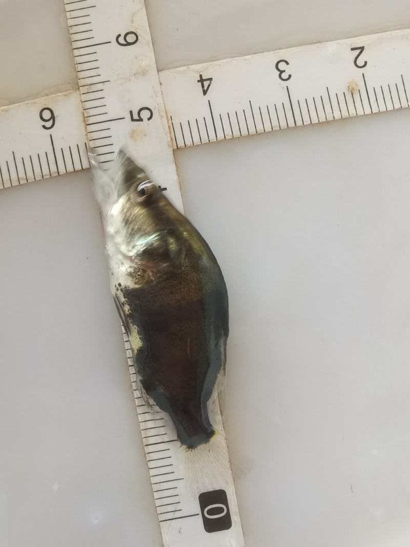 批发鳜鱼苗淡水养殖桂花鱼苗大眼翘嘴桂贵鱼鲑鱼苗季花鱼硅鱼