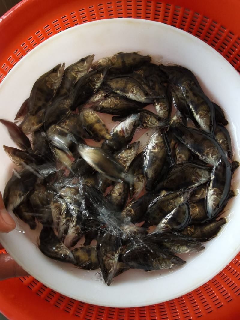 批发鳜鱼苗淡水养殖桂花鱼苗大眼翘嘴桂贵鱼鲑鱼苗季花鱼硅鱼