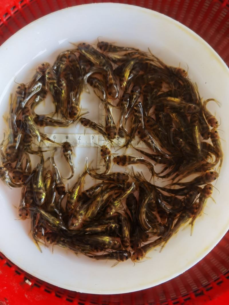 批发鳜鱼苗淡水养殖桂花鱼苗大眼翘嘴桂贵鱼鲑鱼苗季花鱼硅鱼