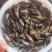 批发鳜鱼苗淡水养殖桂花鱼苗大眼翘嘴桂贵鱼鲑鱼苗季花鱼硅鱼