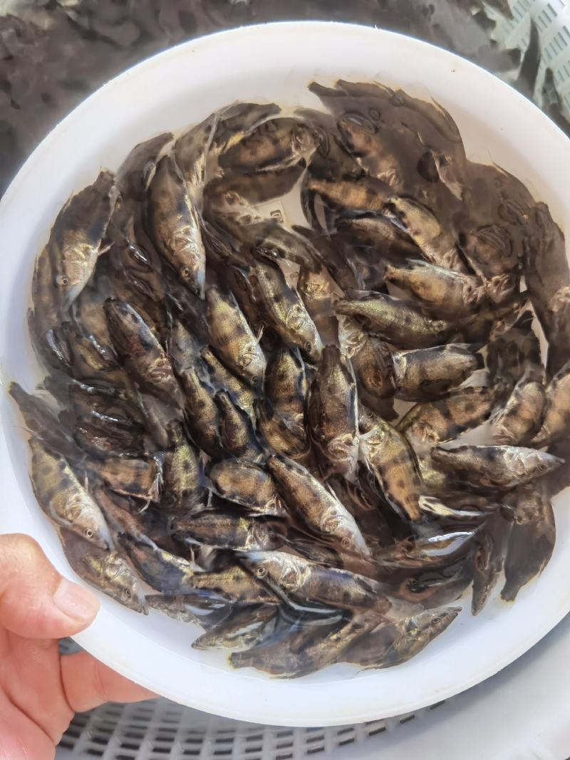 批发鳜鱼苗淡水养殖桂花鱼苗大眼翘嘴桂贵鱼鲑鱼苗季花鱼硅鱼