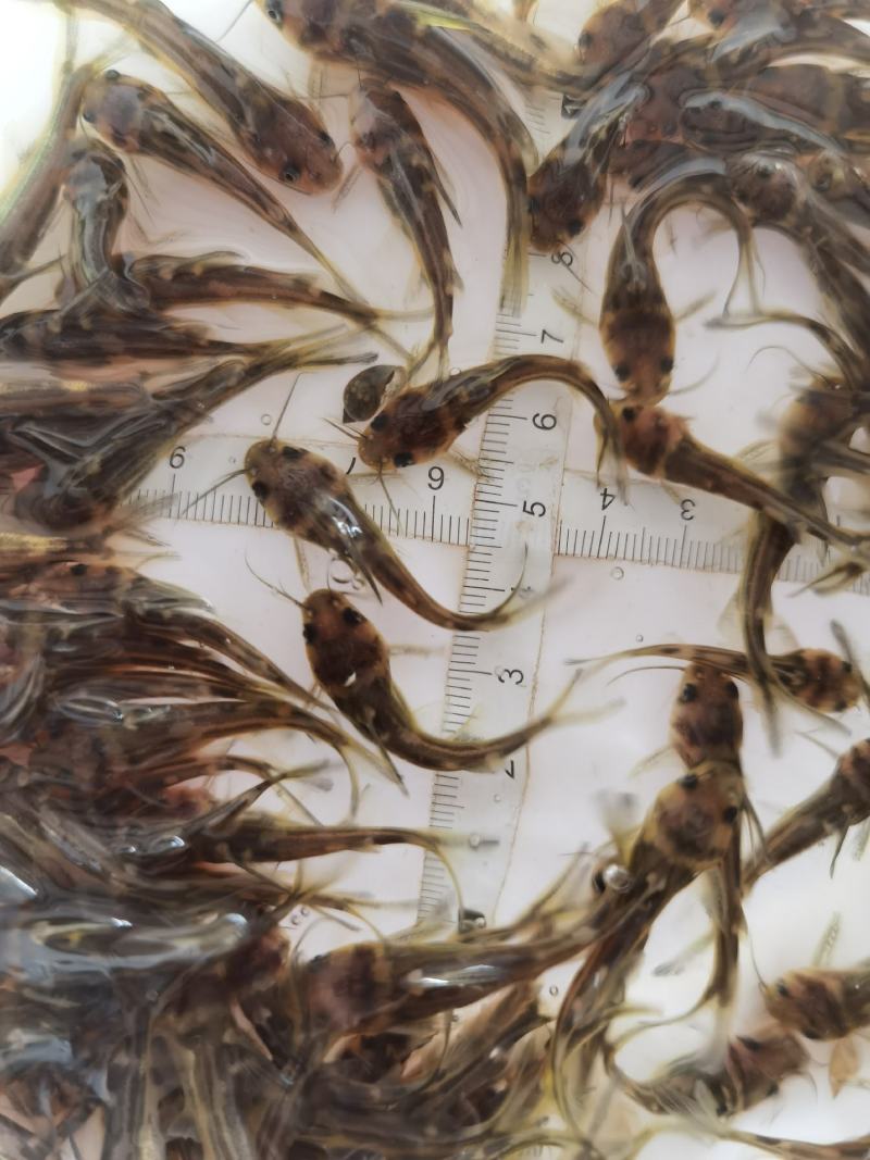 批发鳜鱼苗淡水养殖桂花鱼苗大眼翘嘴桂贵鱼鲑鱼苗季花鱼硅鱼