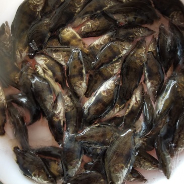 批发鳜鱼苗淡水养殖桂花鱼苗大眼翘嘴桂贵鱼鲑鱼苗季花鱼硅鱼