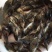 批发鳜鱼苗淡水养殖桂花鱼苗大眼翘嘴桂贵鱼鲑鱼苗季花鱼硅鱼