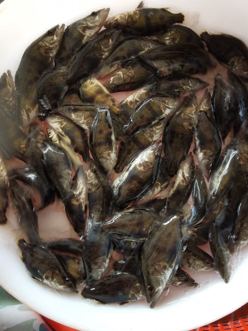 批发鳜鱼苗淡水养殖桂花鱼苗大眼翘嘴桂贵鱼鲑鱼苗季花鱼硅鱼