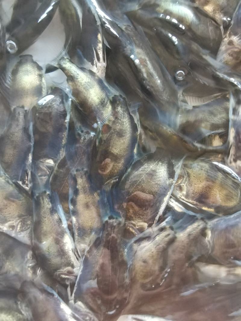 批发鳜鱼苗淡水养殖桂花鱼苗大眼翘嘴桂贵鱼鲑鱼苗季花鱼硅鱼