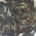 批发鳜鱼苗淡水养殖桂花鱼苗大眼翘嘴桂贵鱼鲑鱼苗季花鱼硅鱼
