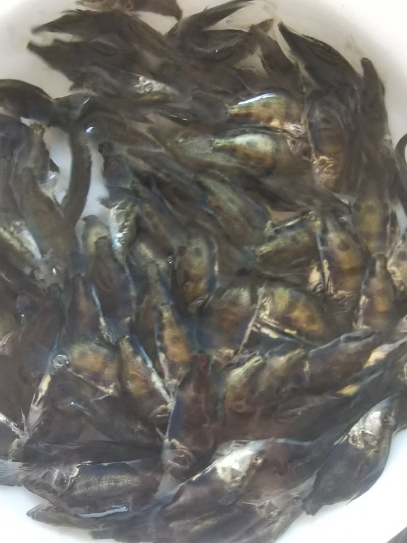 批发鳜鱼苗淡水养殖桂花鱼苗大眼翘嘴桂贵鱼鲑鱼苗季花鱼硅鱼