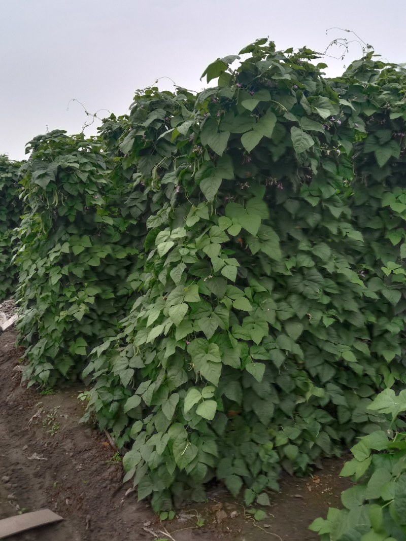 大量出售本地四季豆