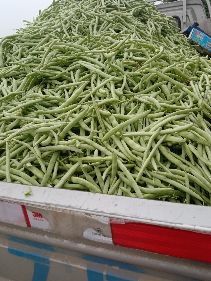大量出售本地四季豆
