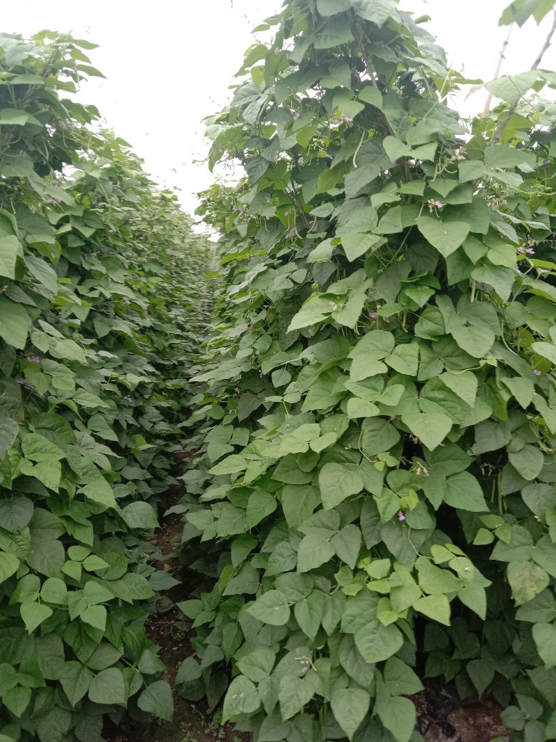 大量出售本地四季豆