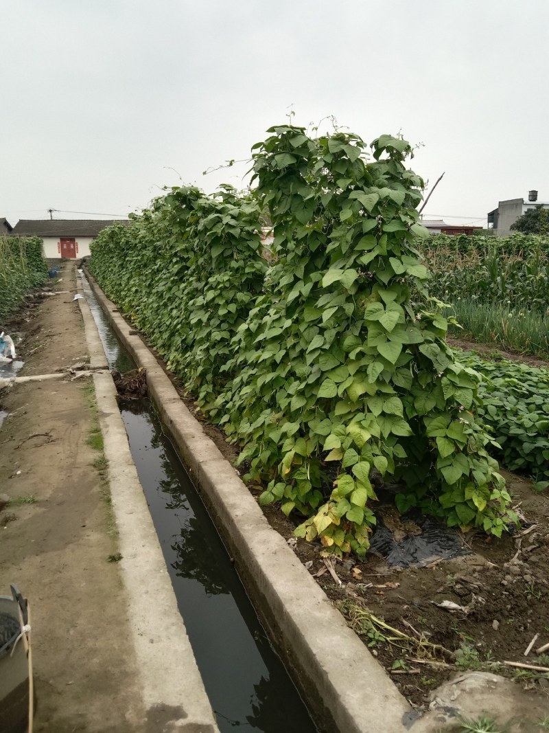 大量出售本地四季豆