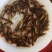 批发黄骨鱼苗黄颡鱼苗黄鸭叫黄辣丁鱼苗淡水养殖鱼昂刺黄丫头