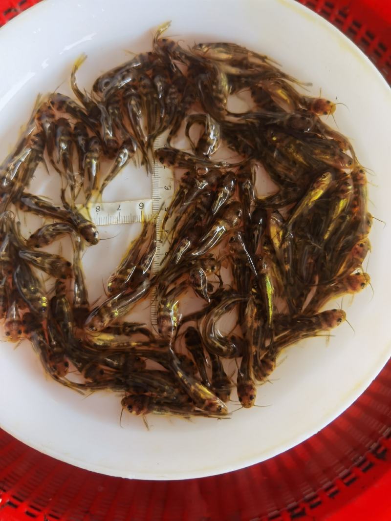 批发黄骨鱼苗黄颡鱼苗黄鸭叫黄辣丁鱼苗淡水养殖鱼昂刺黄丫头