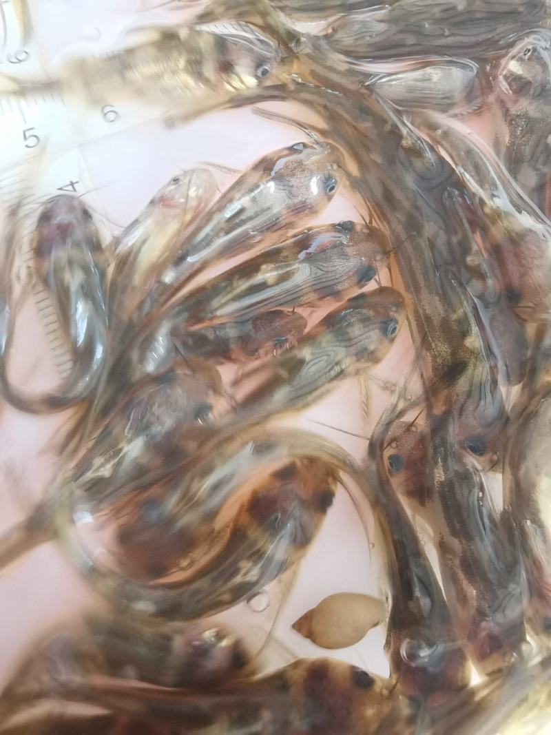 批发黄骨鱼苗黄颡鱼苗黄鸭叫黄辣丁鱼苗淡水养殖鱼昂刺黄丫头