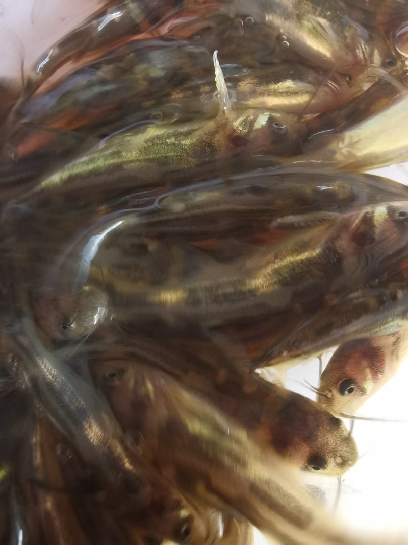 批发黄骨鱼苗黄颡鱼苗黄鸭叫黄辣丁鱼苗淡水养殖鱼昂刺黄丫头