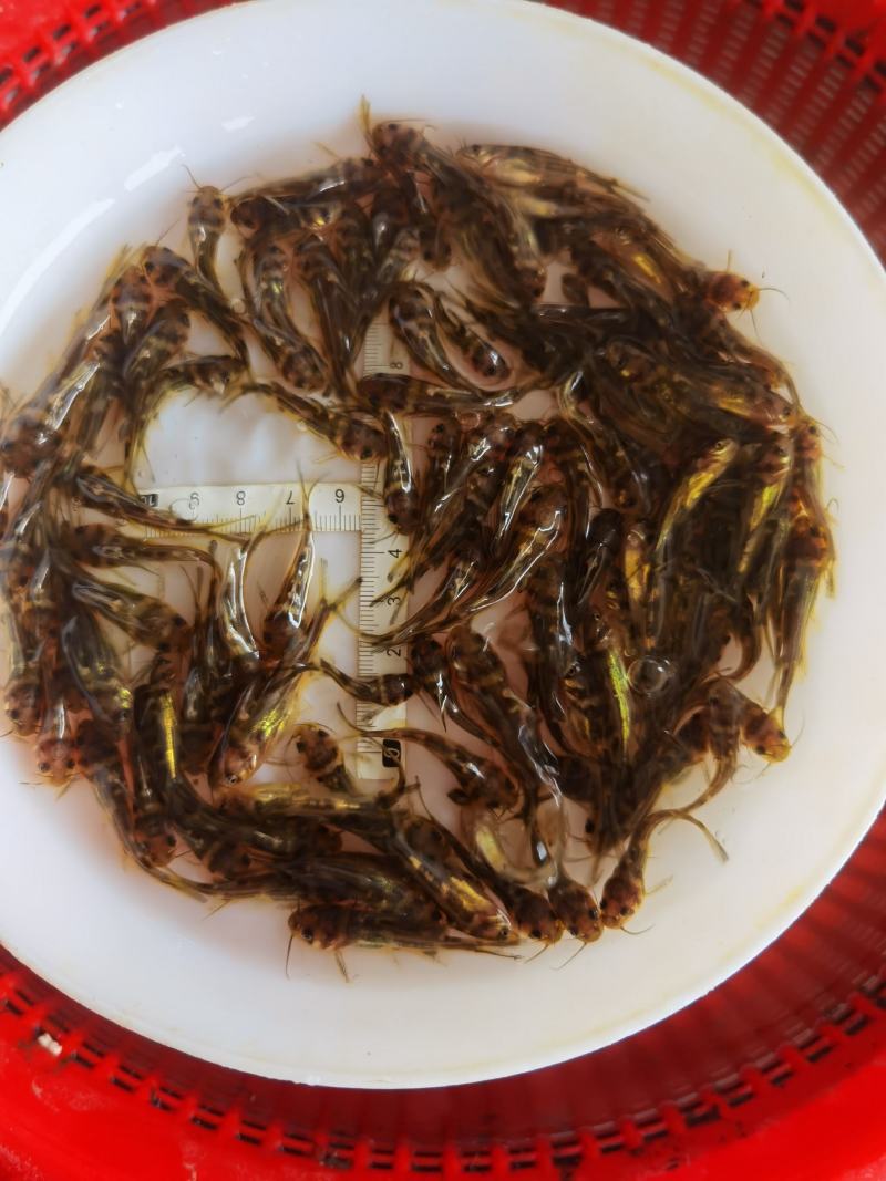 批发黄骨鱼苗黄颡鱼苗黄鸭叫黄辣丁鱼苗淡水养殖鱼昂刺黄丫头