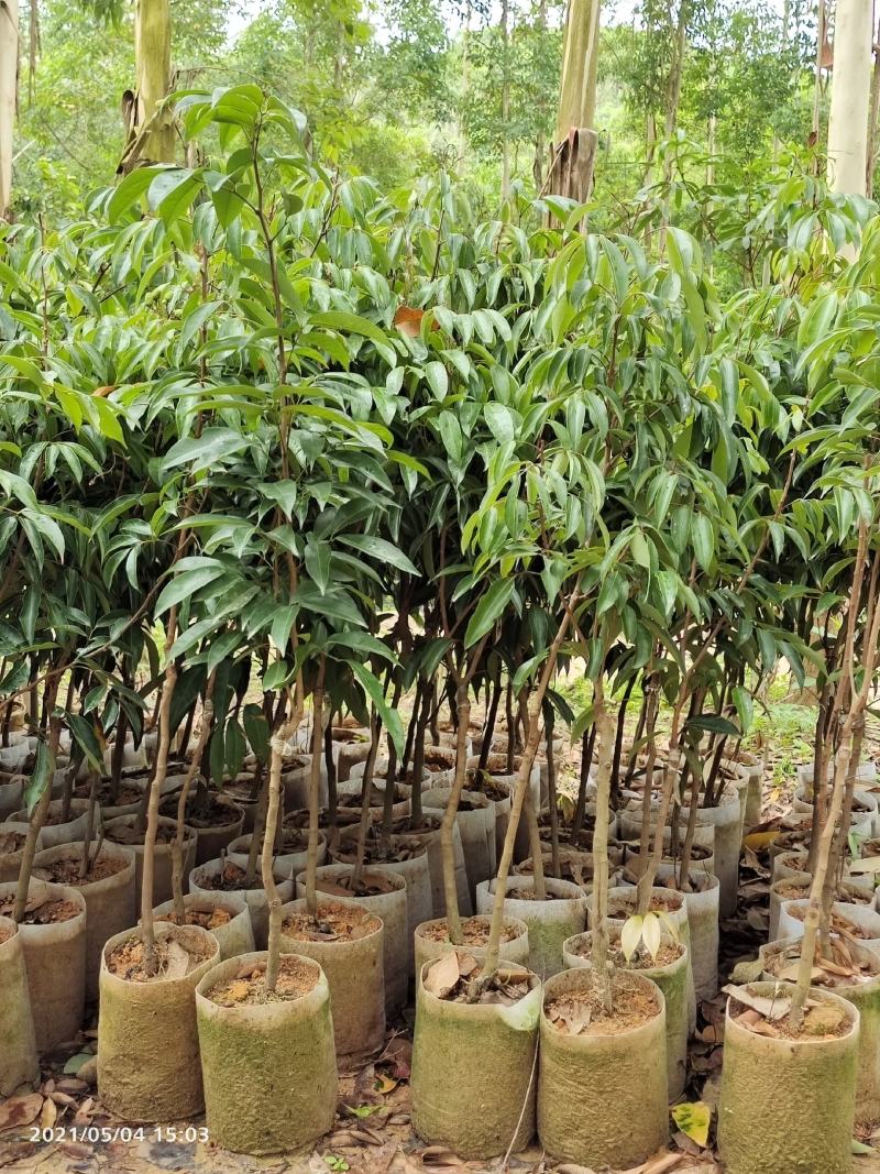 桂味荔枝苗地苗打泥球杯苗等等现苗基地直供