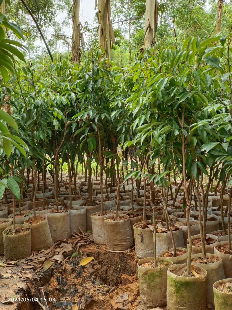 桂味荔枝苗地苗打泥球杯苗等等现苗基地直供