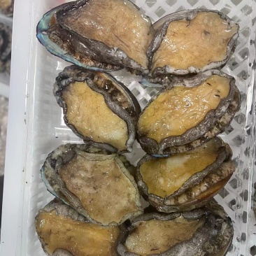 东山活冻鲍鱼，东山鲍鱼，鲍鱼活冻一件代发