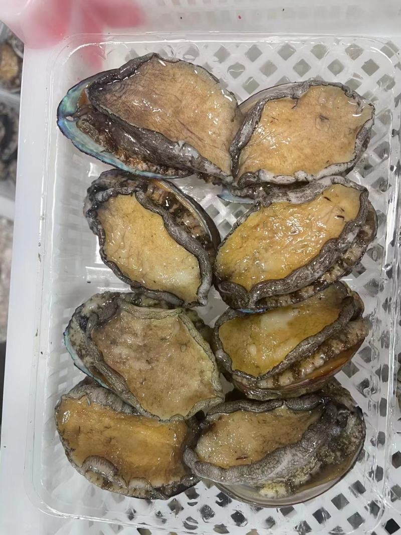 东山活冻鲍鱼，东山鲍鱼，鲍鱼活冻一件代发