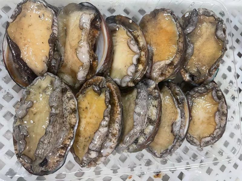 东山活冻鲍鱼，东山鲍鱼，鲍鱼活冻一件代发