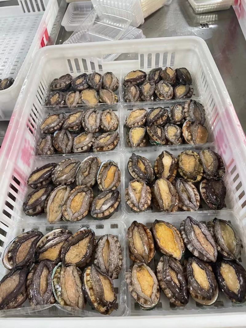东山活冻鲍鱼，东山鲍鱼，鲍鱼活冻一件代发