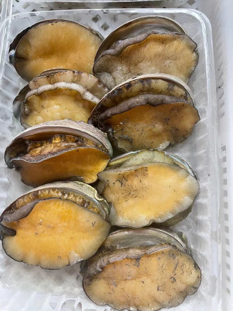 东山活冻鲍鱼，东山鲍鱼，鲍鱼活冻一件代发