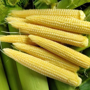 新鲜水果玉米笋番麦笋小玉米迷你玉米芯玉米崽蔬菜批发包邮。