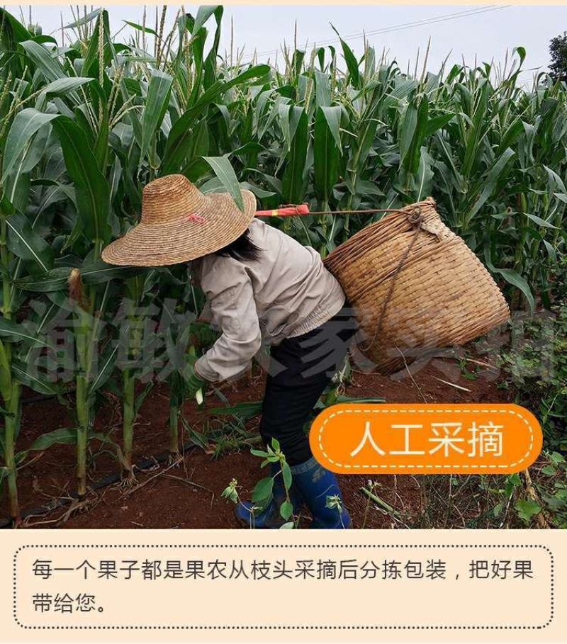 新鲜水果玉米笋番麦笋小玉米迷你玉米芯玉米崽蔬菜批发包邮。